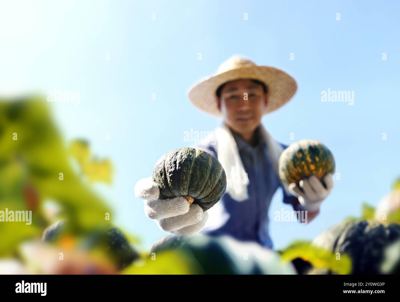 Contadino che indossa un cappello raccogliendo le zucche fresche da un abbondante patch di zucca autunnale e mettendole in un cestino Foto Stock