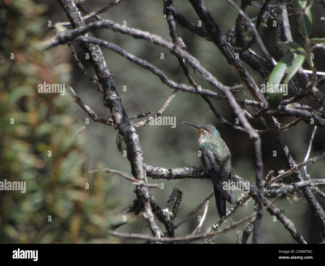 Ecuadoriano Hillstar (Oreotrochilus chimborazo) Aves Foto Stock