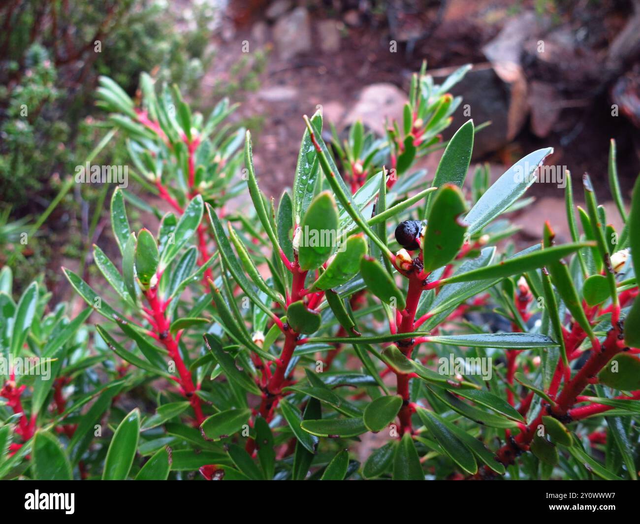 Peperoncino di montagna (Tasmannia lanceolata) Plantae Foto Stock