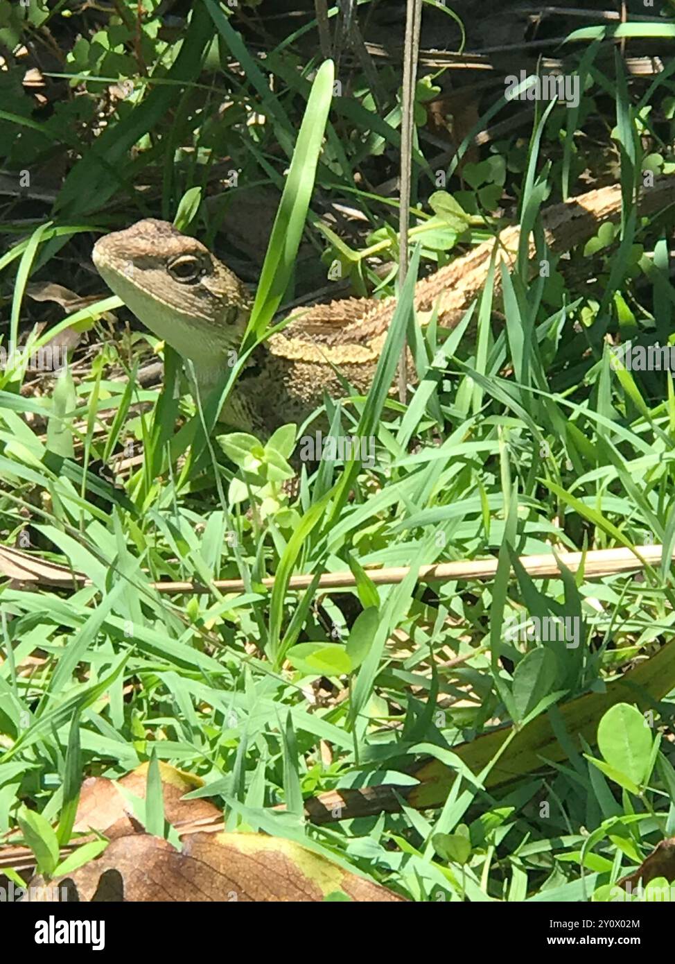 Jacky Dragon (Amphibolurus muricatus) Reptilia Foto Stock