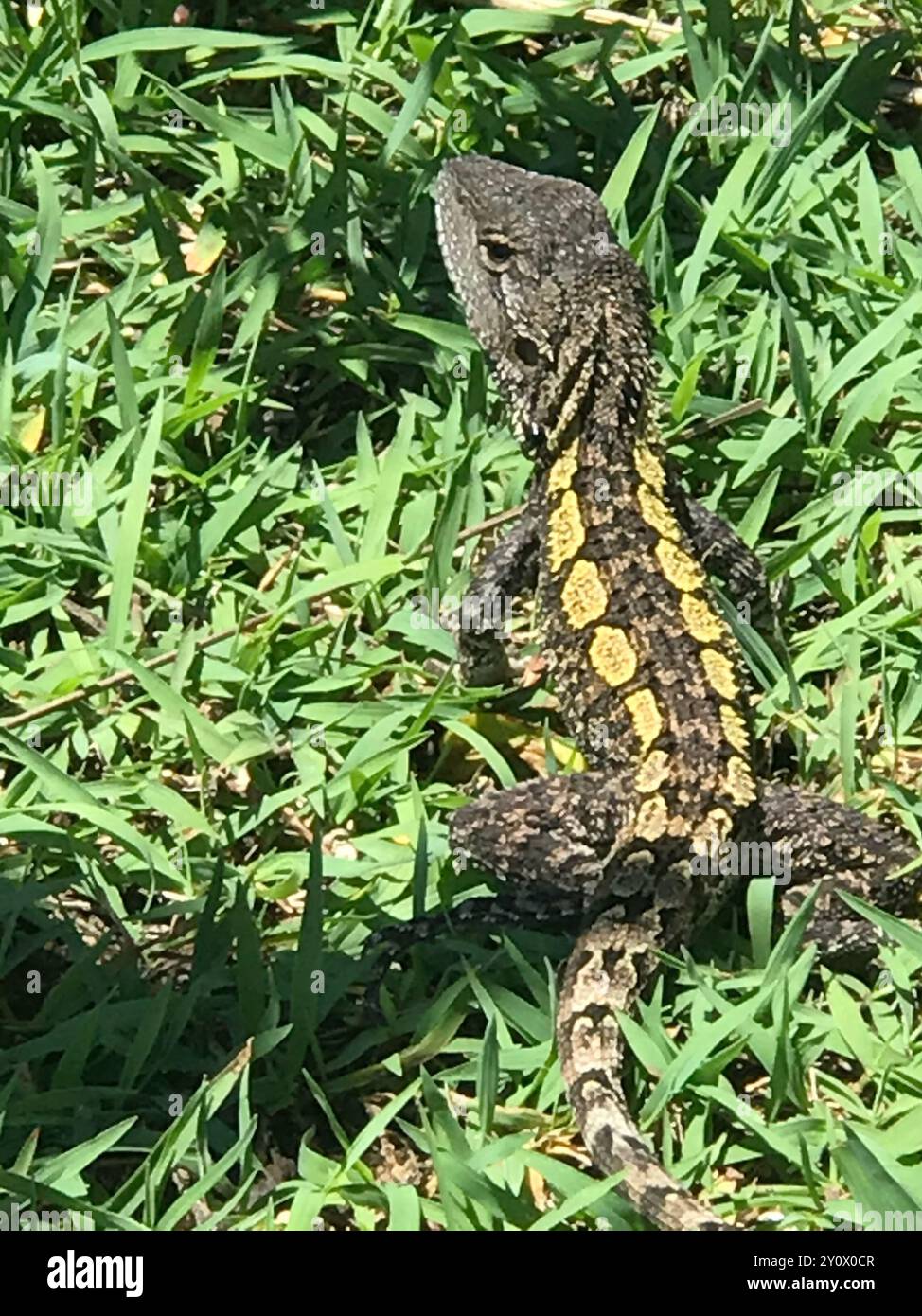 Jacky Dragon (Amphibolurus muricatus) Reptilia Foto Stock