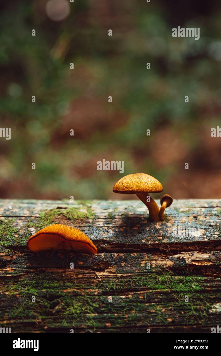 Due funghi dorati Gymnopilus Sapineus che spuntano da un tronco coperto di muschio in una foresta, evidenziando la bellezza della crescita naturale dei funghi Foto Stock