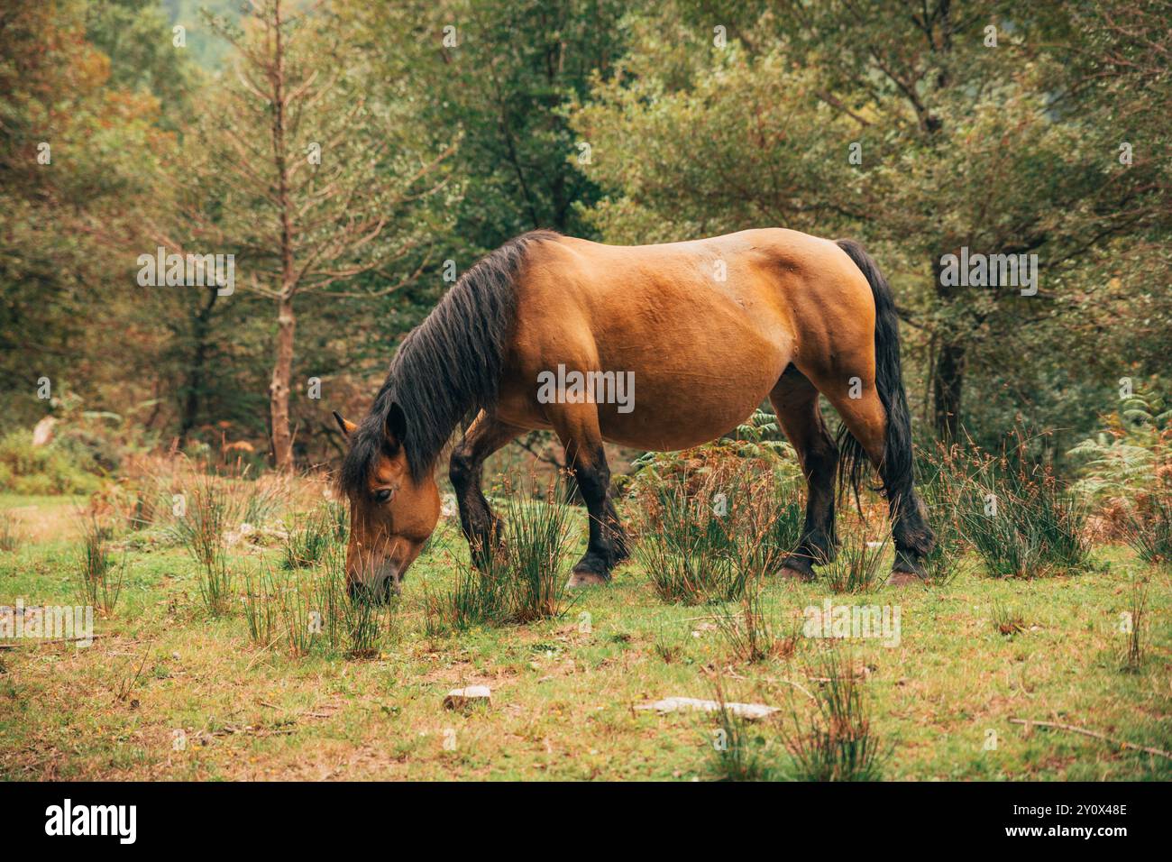 Un cavallo bruno con una criniera scura pascolano pacificamente in un'area verde e boscosa circondata da alberi e erba alta Foto Stock