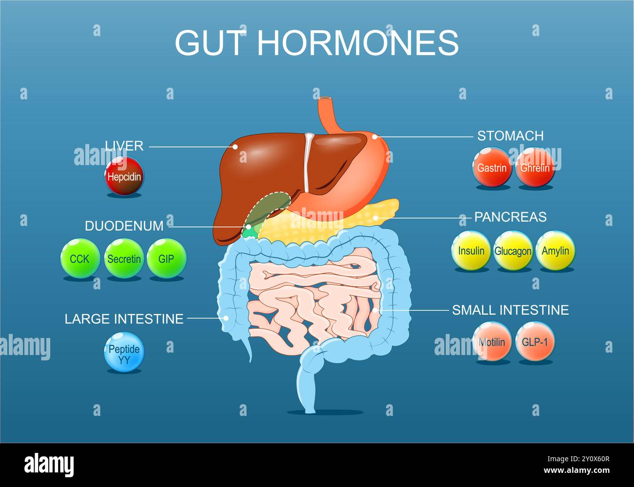 Ormoni intestinali. Sazietà segnalazione e regolazione, controllo dell'appetito. Sistema endocrino umano. Ormoni del tratto gastrointestinale. regolazione dell'apparato digerente. Inte Illustrazione Vettoriale
