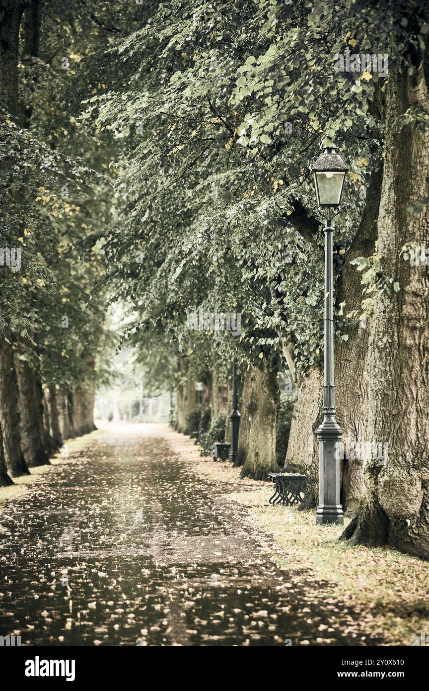 viale alberato ad Avenham Park all'inizio dell'autunno Foto Stock