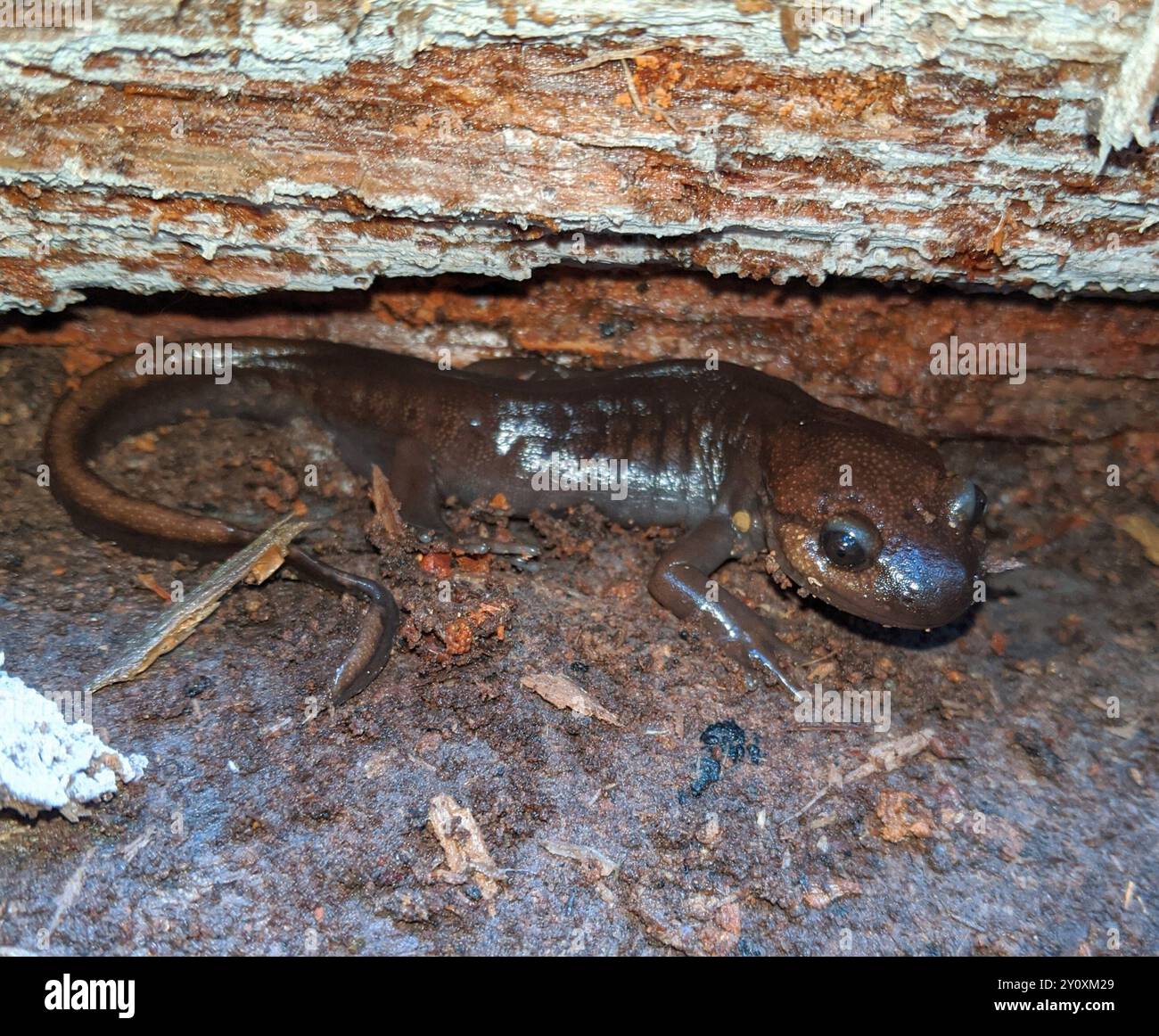 Salamandra nordoccidentale (Ambystoma gracile) Amphibia Foto Stock