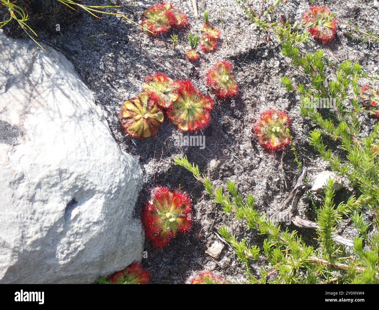 Dryland Sundew (Drosera xerophila) Plantae Foto Stock