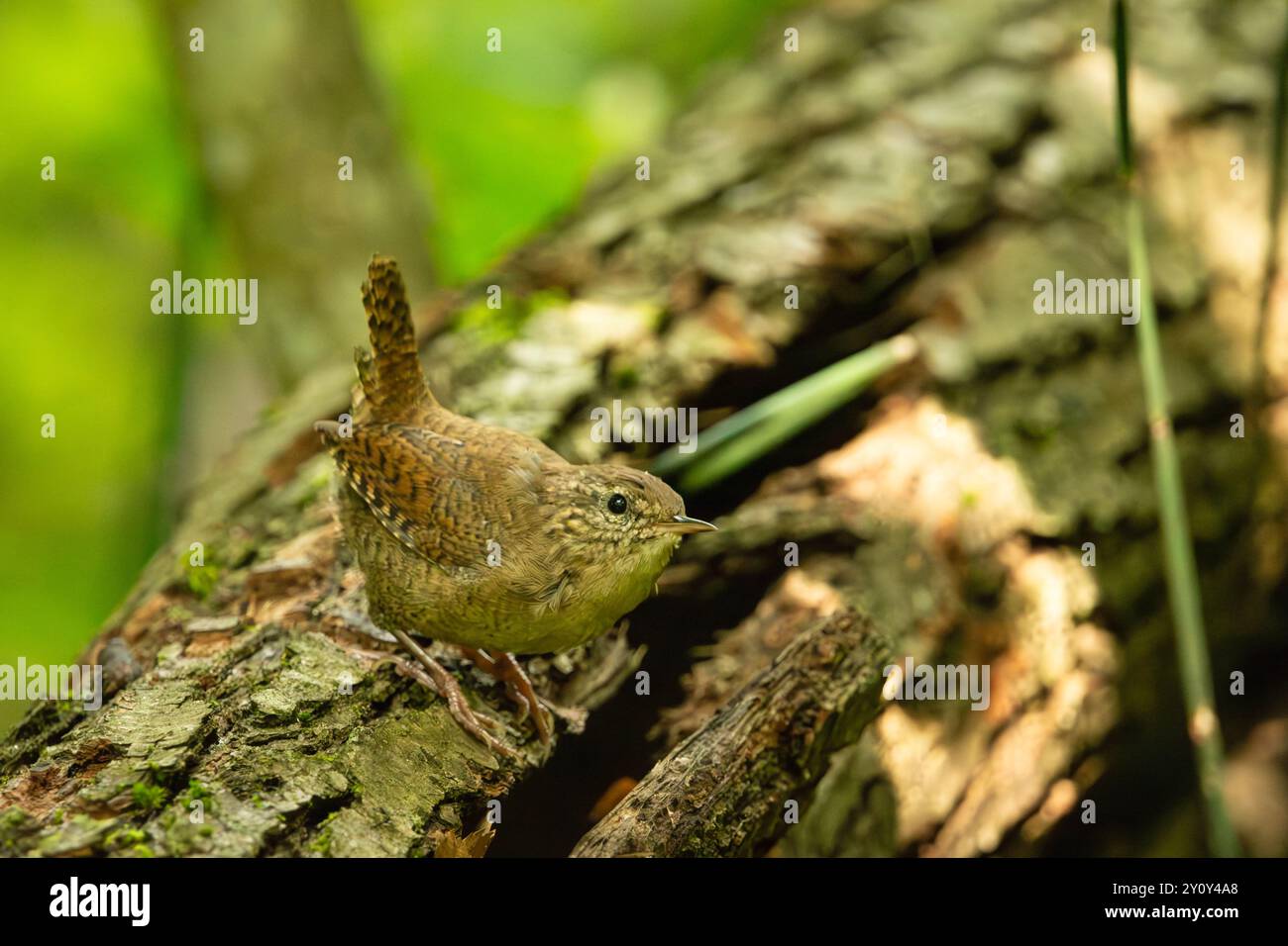 Un uccello wren su un tronco d'albero, Polonia orientale Foto Stock