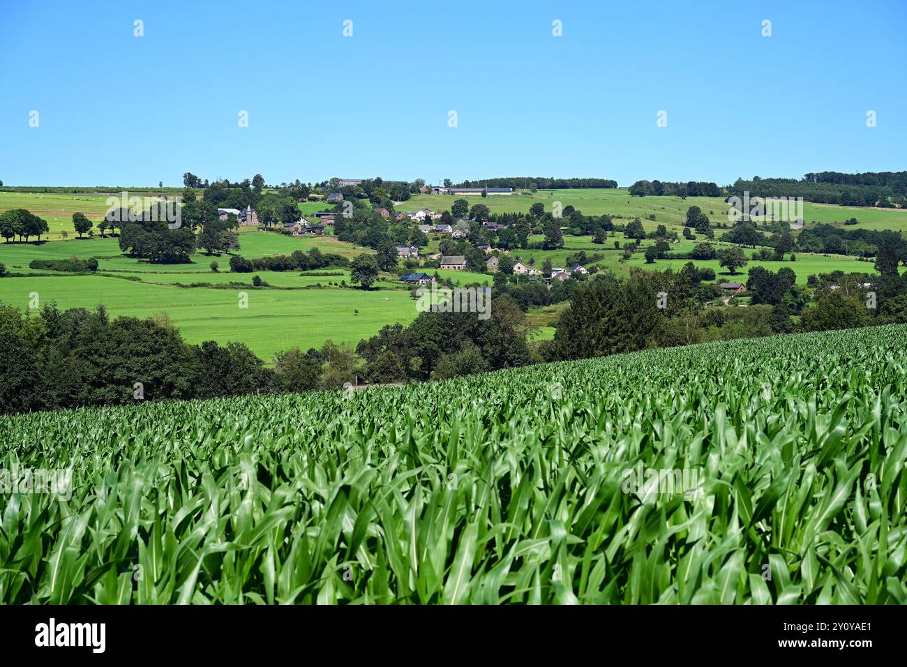 Paesaggio prato di Ardenner Foto Stock