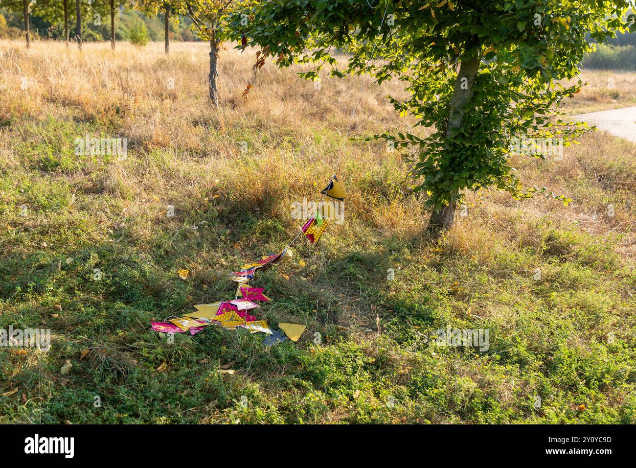 Un campo con un albero al centro e un sacco di rifiuti sparsi intorno. Spazzatura lasciata nel parco dalle persone. Foto Stock