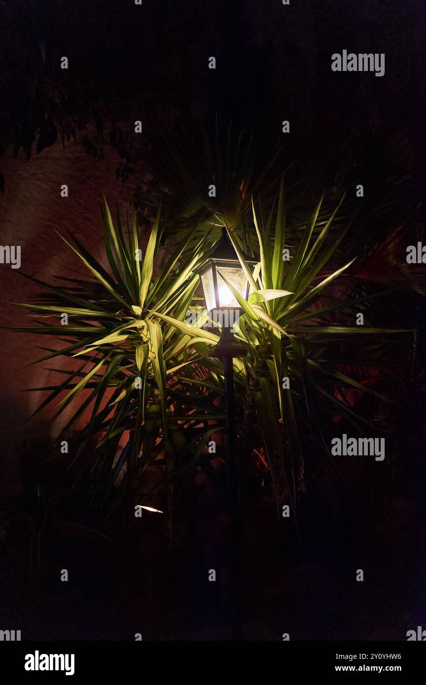 Scena notturna di un giardino tropicale con fogliame illuminato e una parete di sfondo viola che crea un'atmosfera serena ed esotica. Perfetto per d Foto Stock