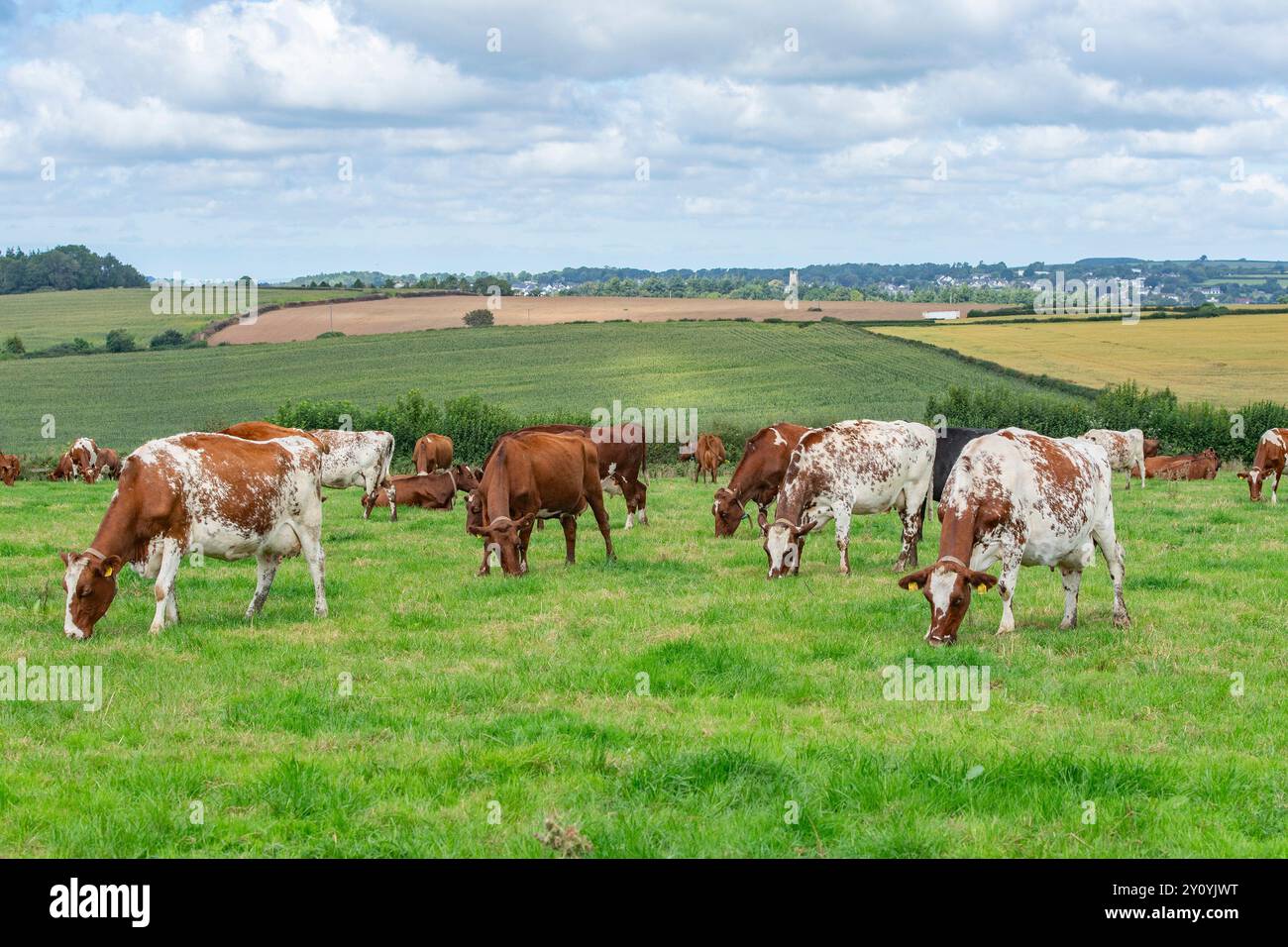 mandria di vacche da latte che pascolano in un campo in estate Foto Stock