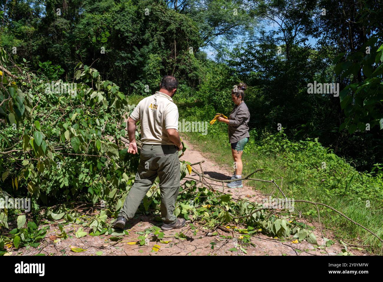 I ranger del parco liberano un albero caduto bloccando la strada provinciale 83 nel Parco nazionale di Calilegua in Argentina. Foto Stock