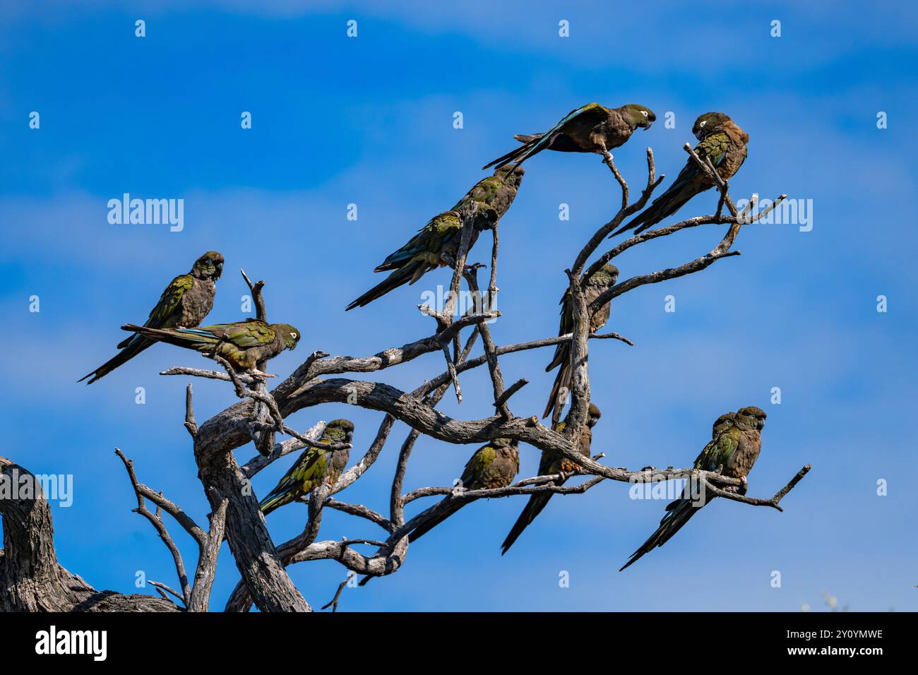 Un piccolo gregge di pappagalli scavatori, Cyanoliseus patagonus, arroccato in un albero vicino a Cafayate, Argentina. Foto Stock