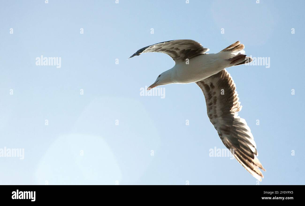 Fotografia di un gabbiano volante visto dal basso verso sinistra sotto un cielo blu Foto Stock