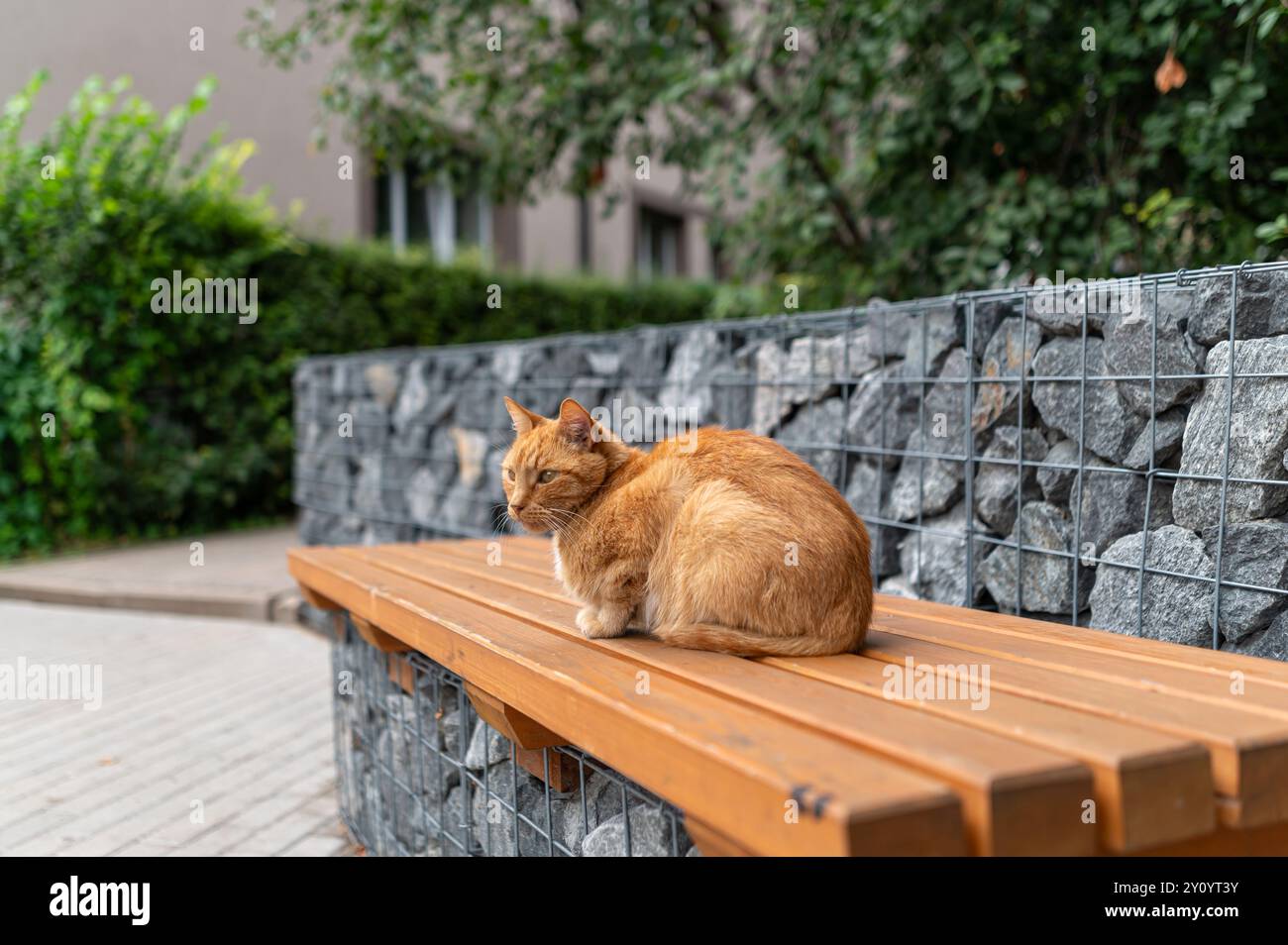 Un gatto zenzero calmo siede su una panchina di legno circondato dal verde in un ambiente urbano. Foto Stock