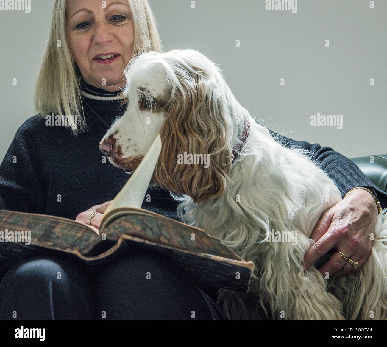 donna anziana che legge con il cane spaniel in grembo Foto Stock