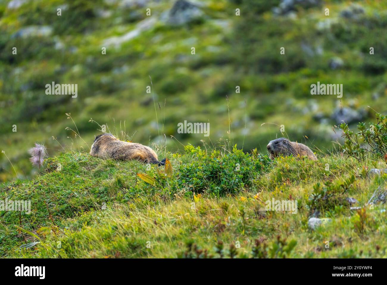 due marmotte sono alla ricerca di pericoli, lavorando insieme rafforzano il loro legame familiare e sono affettuose l'una verso l'altra, gli animali adulti si siedono Foto Stock