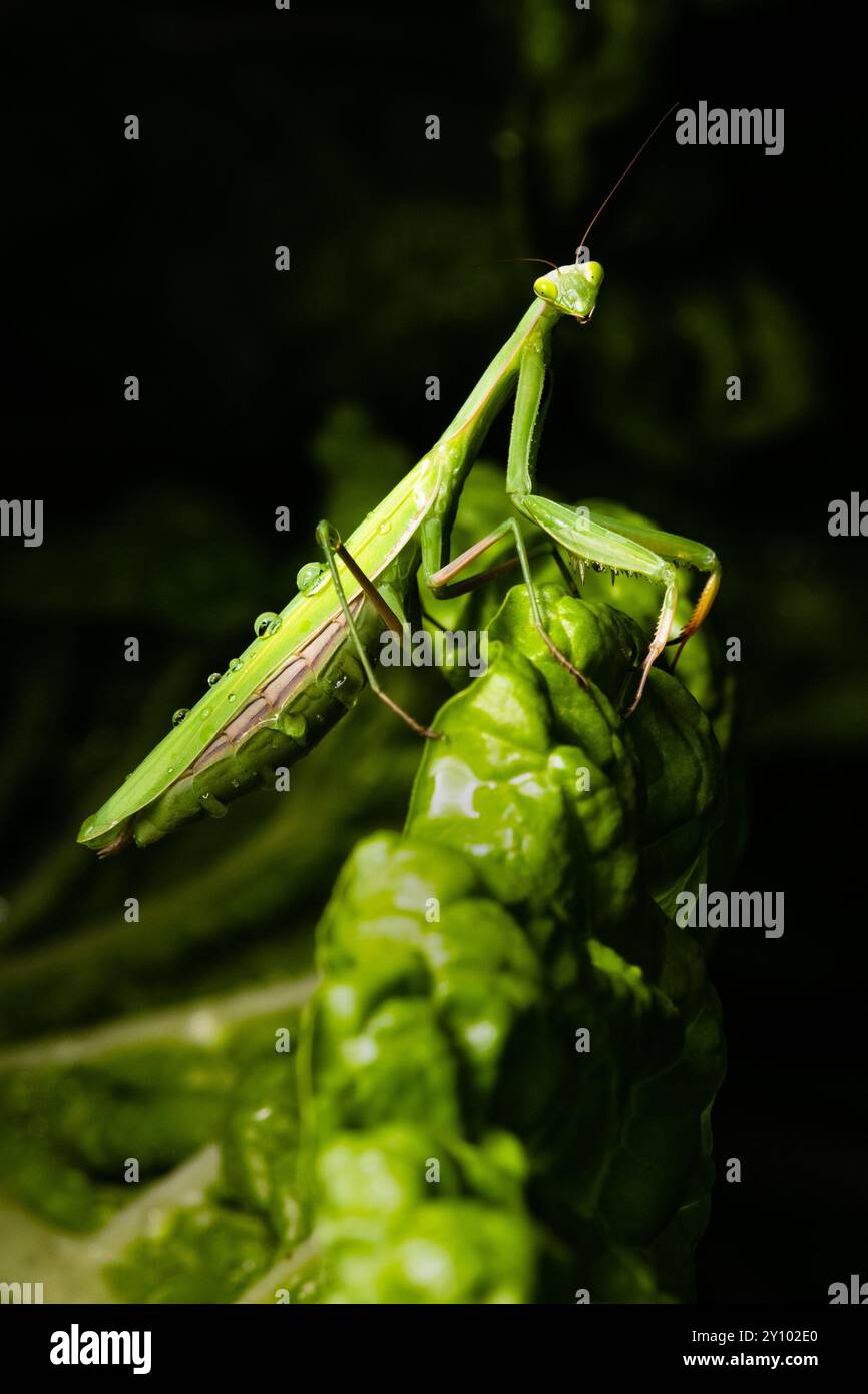 Pregando Mantis (Mantis religiosa) su sfondo nero, primo piano della foto. Foto Stock