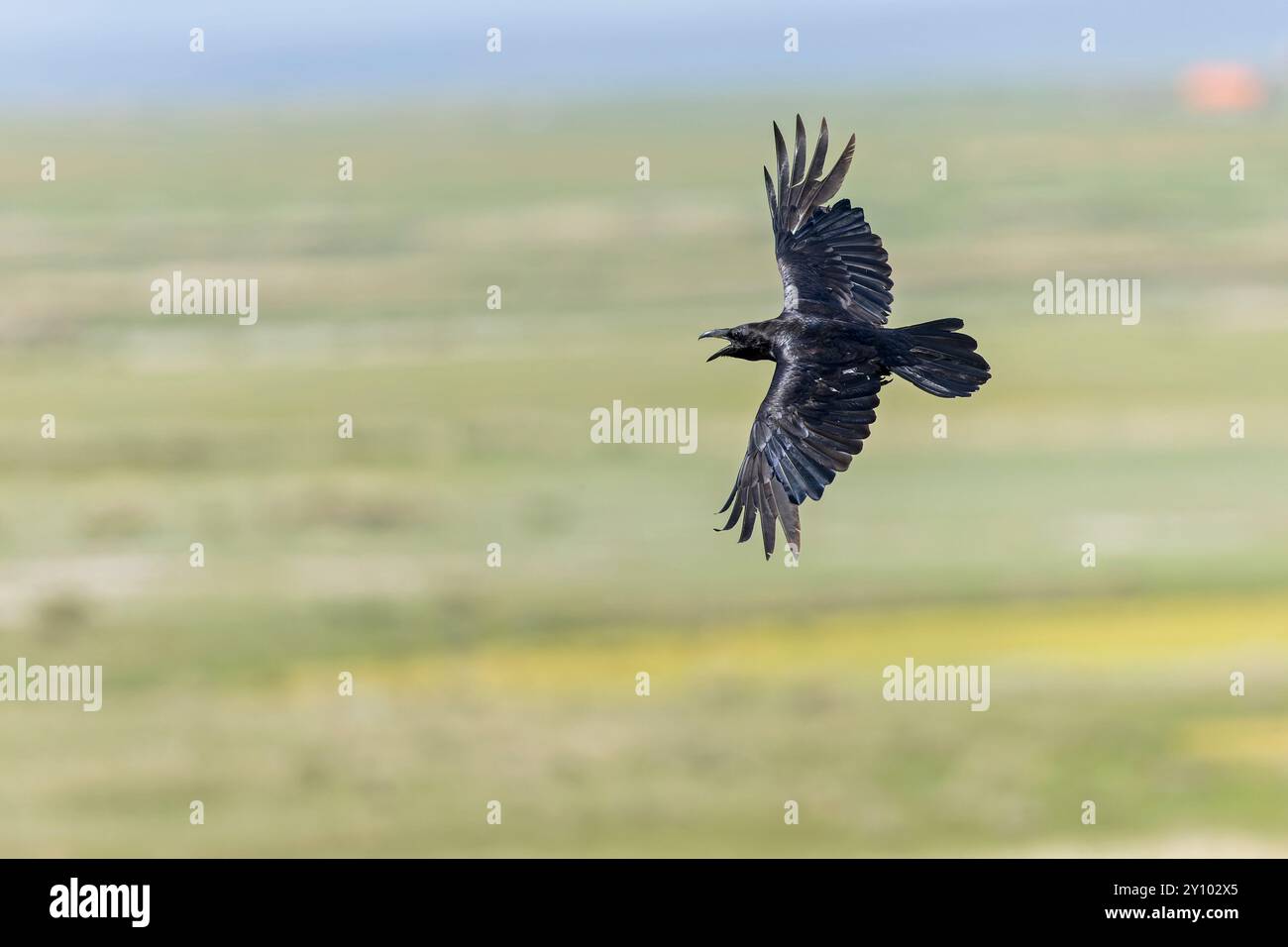 Un adulto Raven del nord (Corvus corax) che vola e chiama in modo aggressivo. Foto Stock