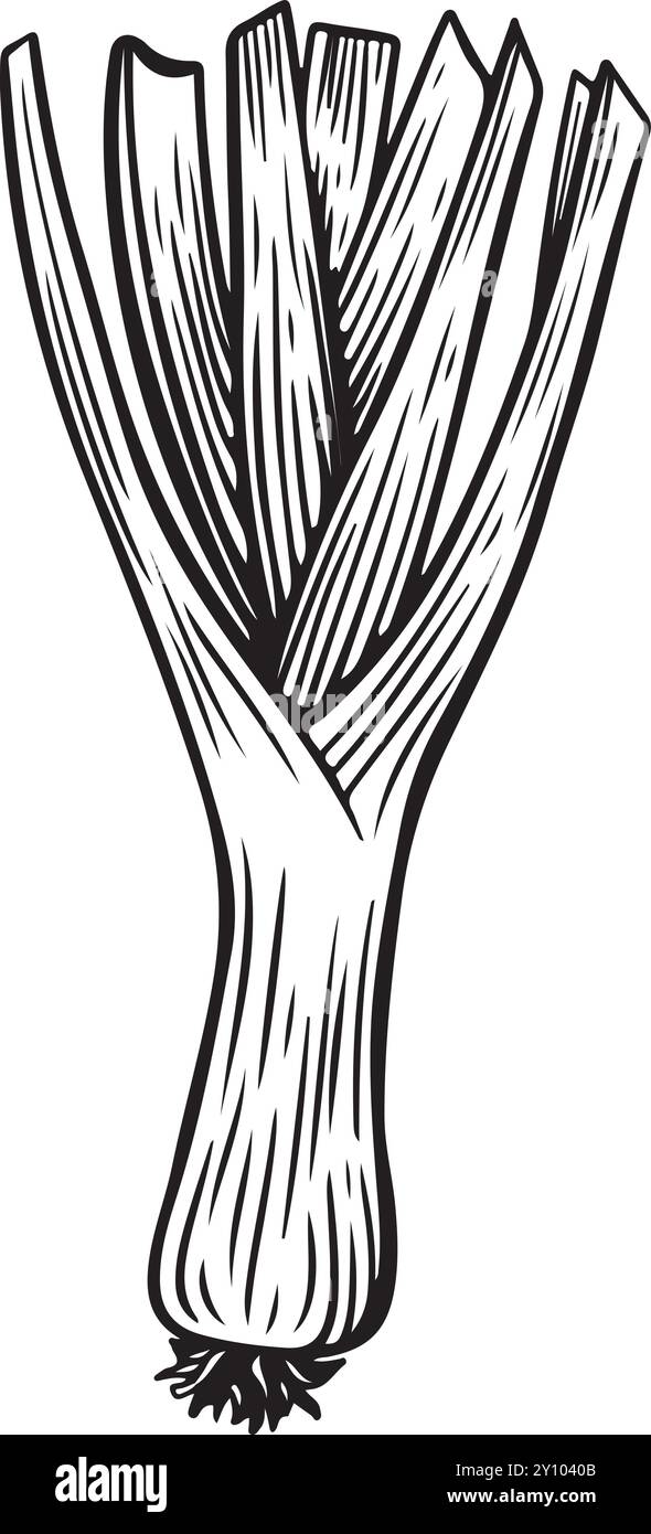 Illustrazione vettoriale disegnata a mano in porro inciso. Illustrazione Vettoriale