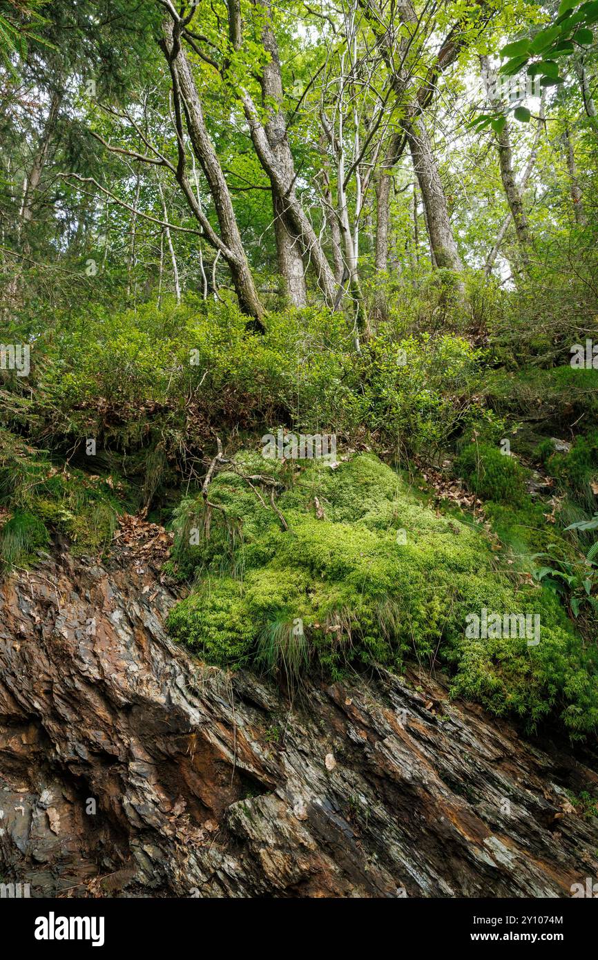 Rocce ricoperte di muschio nella valle del torrente Bayehon vicino a Ovifat nell'High Fens, Belgio. Moosbewachsene Felsen im tal des Bayehonbach bei Ovifat im Hohe Foto Stock