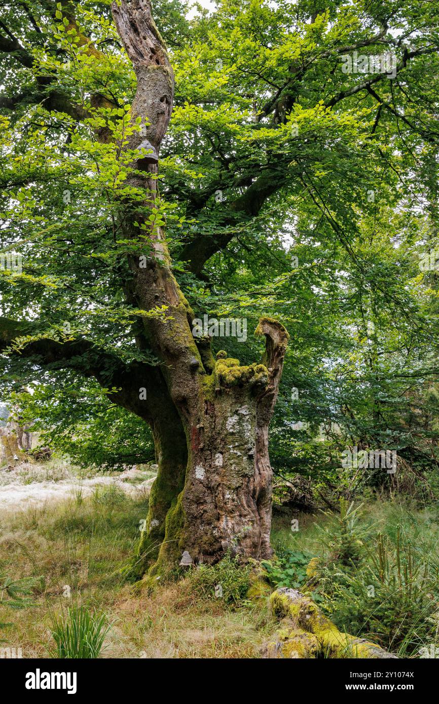 I sei faggi (Les Six Hêstres) nella foresta di Lonlou vicino a Hockai nelle alte Fens, Fagne Tîrifaye, Vallonia, Belgio. Gli alberi hanno più di 250 anni Foto Stock