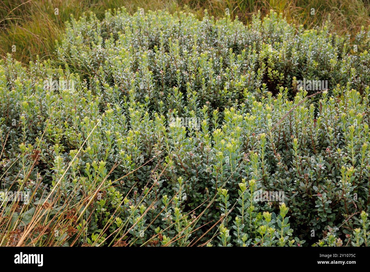 Foglie del mirtillo (lat. Vaccinium uliginosum) negli alti Fens, Vallonia, Belgio. Blaetter der Rauschbeere (lat. Vaccinium uliginosum) im Hohen Foto Stock