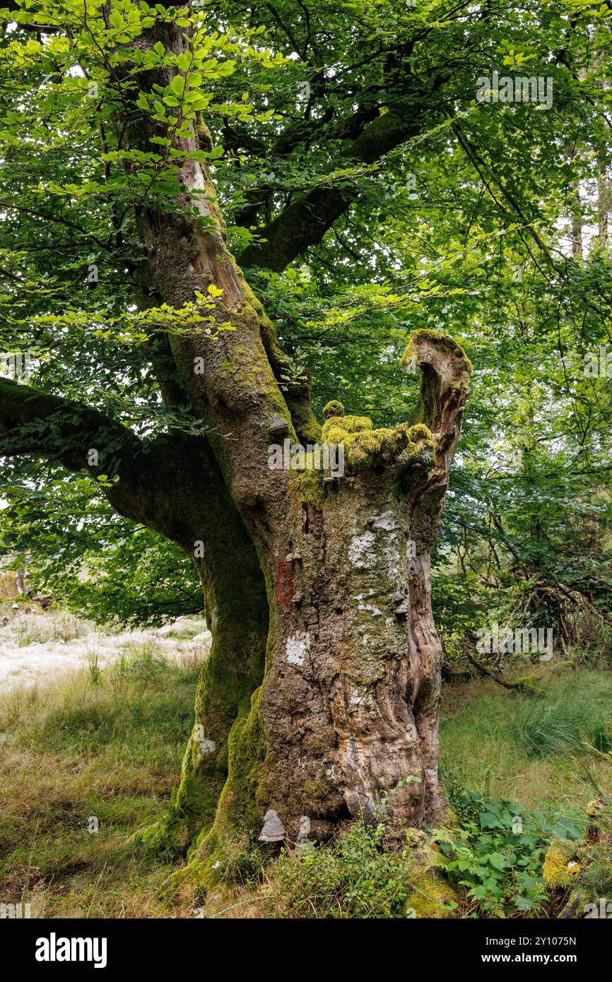 I sei faggi (Les Six Hêstres) nella foresta di Lonlou vicino a Hockai nelle alte Fens, Fagne Tîrifaye, Vallonia, Belgio. Gli alberi hanno più di 250 anni Foto Stock