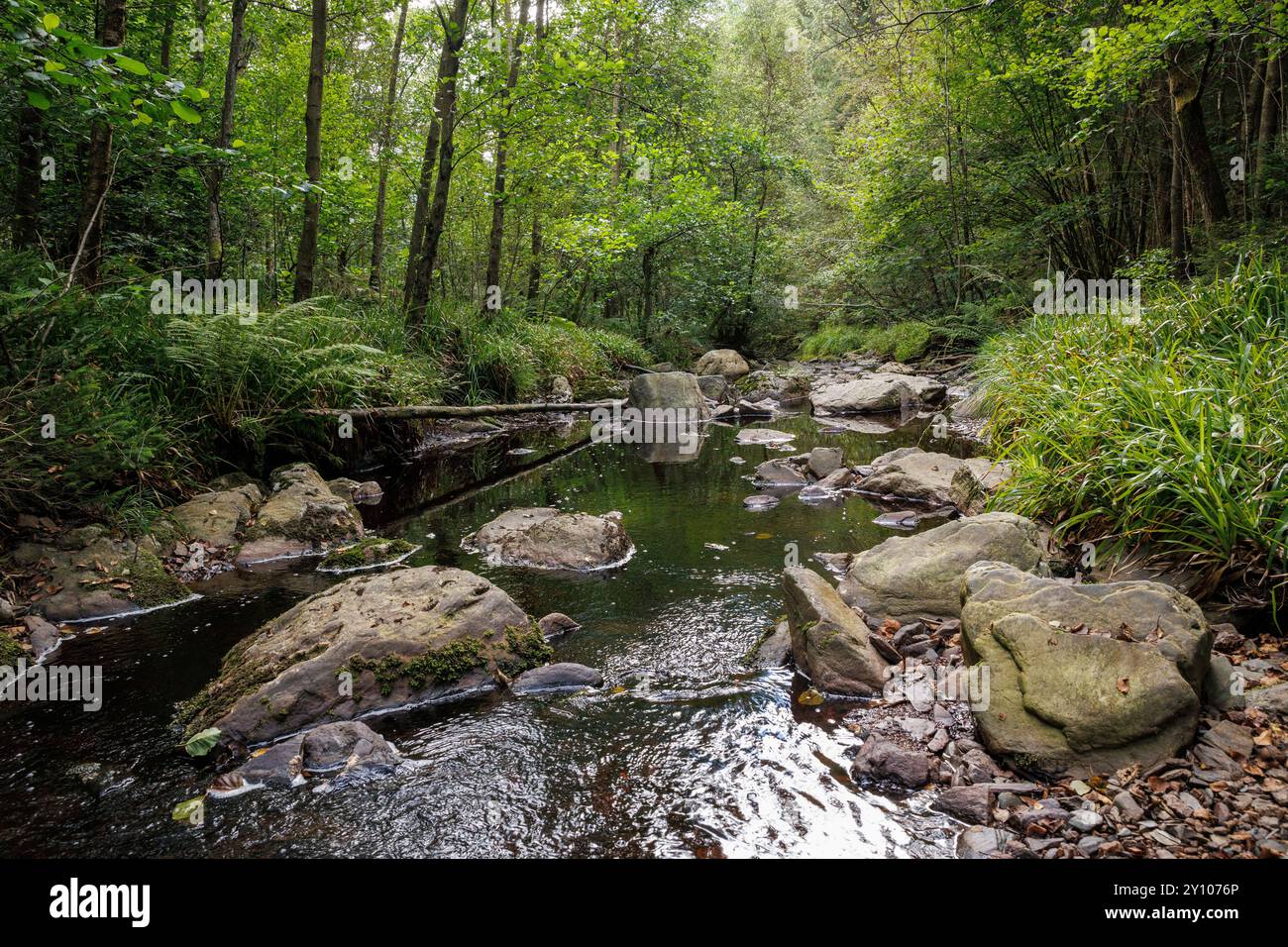 Il torrente Bayehon vicino a Ovifat nell'alto Fens, Belgio. Der Bayehonbach bei Ovifat im Hohen Venn, Belgio. Foto Stock