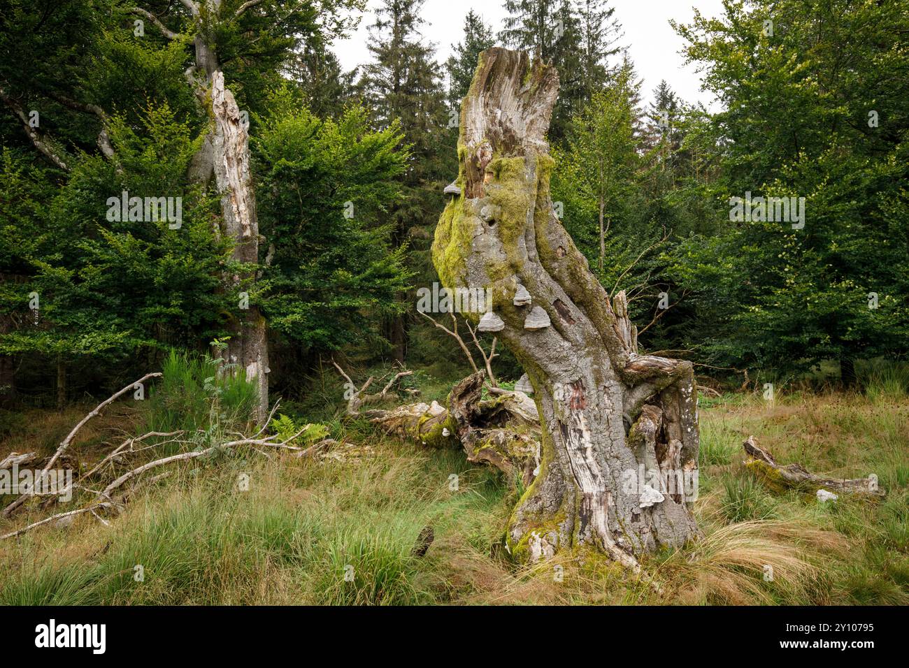 I sei faggi (Les Six Hêstres) nella foresta di Lonlou vicino a Hockai nelle alte Fens, Fagne Tîrifaye, Vallonia, Belgio. Gli alberi hanno più di 250 anni Foto Stock