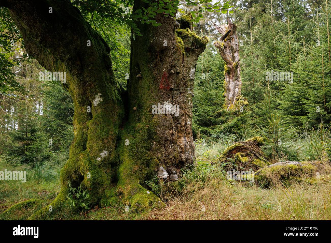 I sei faggi (Les Six Hêstres) nella foresta di Lonlou vicino a Hockai nelle alte Fens, Fagne Tîrifaye, Vallonia, Belgio. Gli alberi hanno più di 250 anni Foto Stock