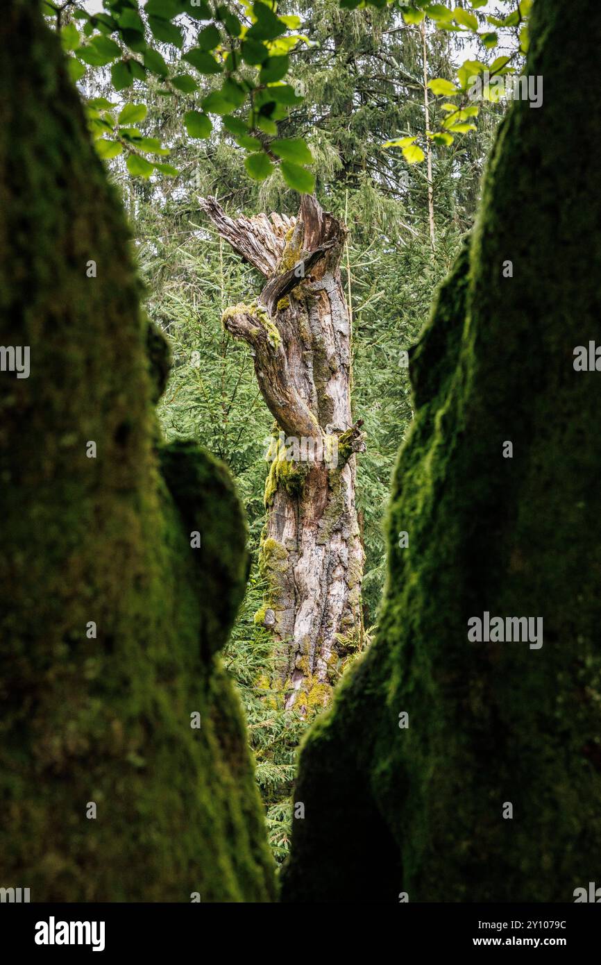 I sei faggi (Les Six Hêstres) nella foresta di Lonlou vicino a Hockai nelle alte Fens, Fagne Tîrifaye, Vallonia, Belgio. Gli alberi hanno più di 250 anni Foto Stock