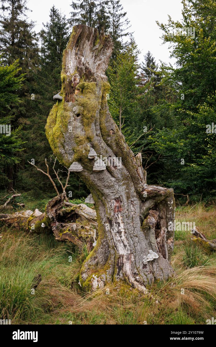 I sei faggi (Les Six Hêstres) nella foresta di Lonlou vicino a Hockai nelle alte Fens, Fagne Tîrifaye, Vallonia, Belgio. Gli alberi hanno più di 250 anni Foto Stock