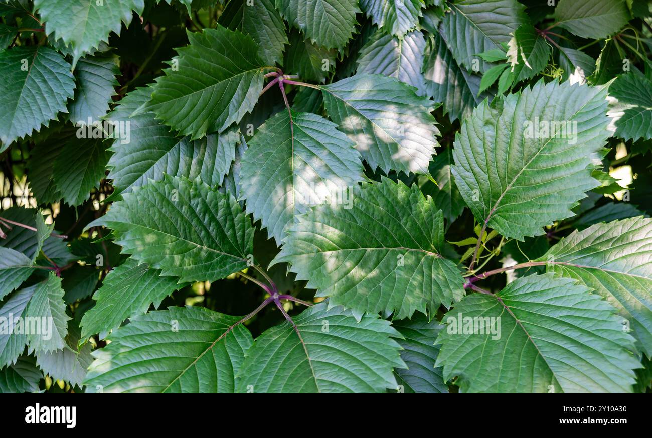 Primo piano di lussureggianti foglie verdi che crogiolano alla luce del sole, mostrando la bellezza e la freschezza della natura. Foto Stock