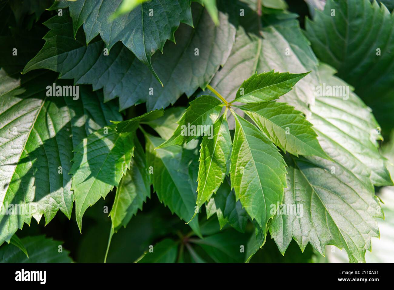 Primo piano di lussureggianti foglie verdi che crogiolano alla luce del sole, mostrando la bellezza e la freschezza della natura. Foto Stock