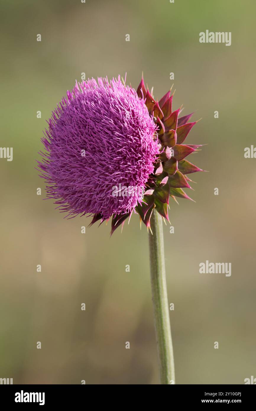 Annuire Cardo in piena fioritura Foto Stock