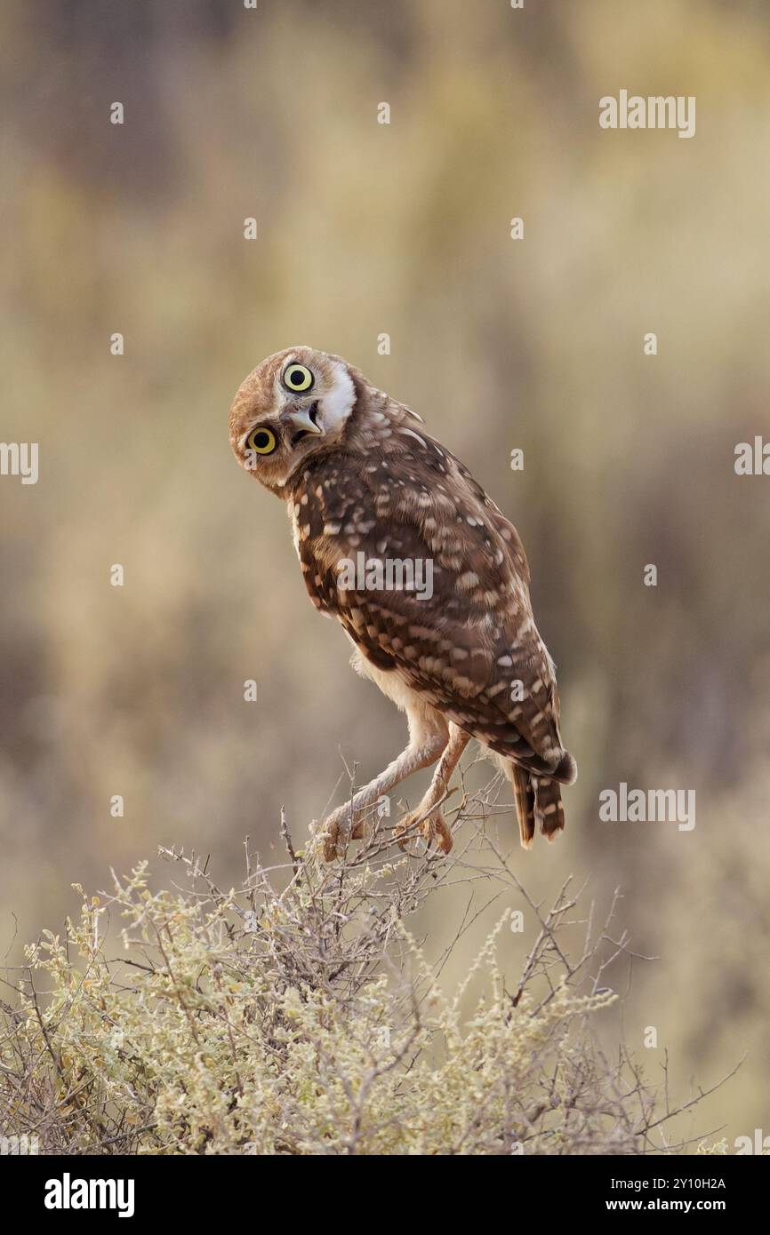 Gufo scavatore arroccato su Bush Foto Stock