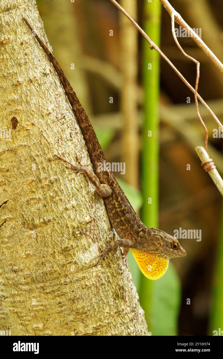 Anodo marrone visualizzato sul bagagliaio Foto Stock