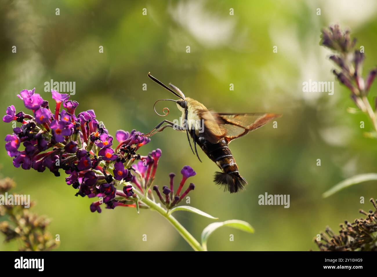 Hummingbird Moth che si nutre di un fiore Foto Stock