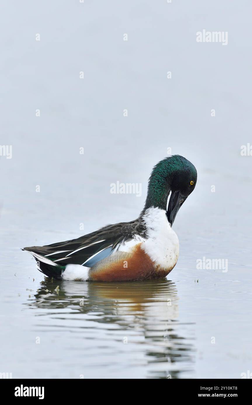 Shoveler (Anas clypeata) drake Bird Preening, Caerlaverock, Wildfowl and Wetlands Trust Reserve, Dumfries-shire, Scozia, marzo. Foto Stock