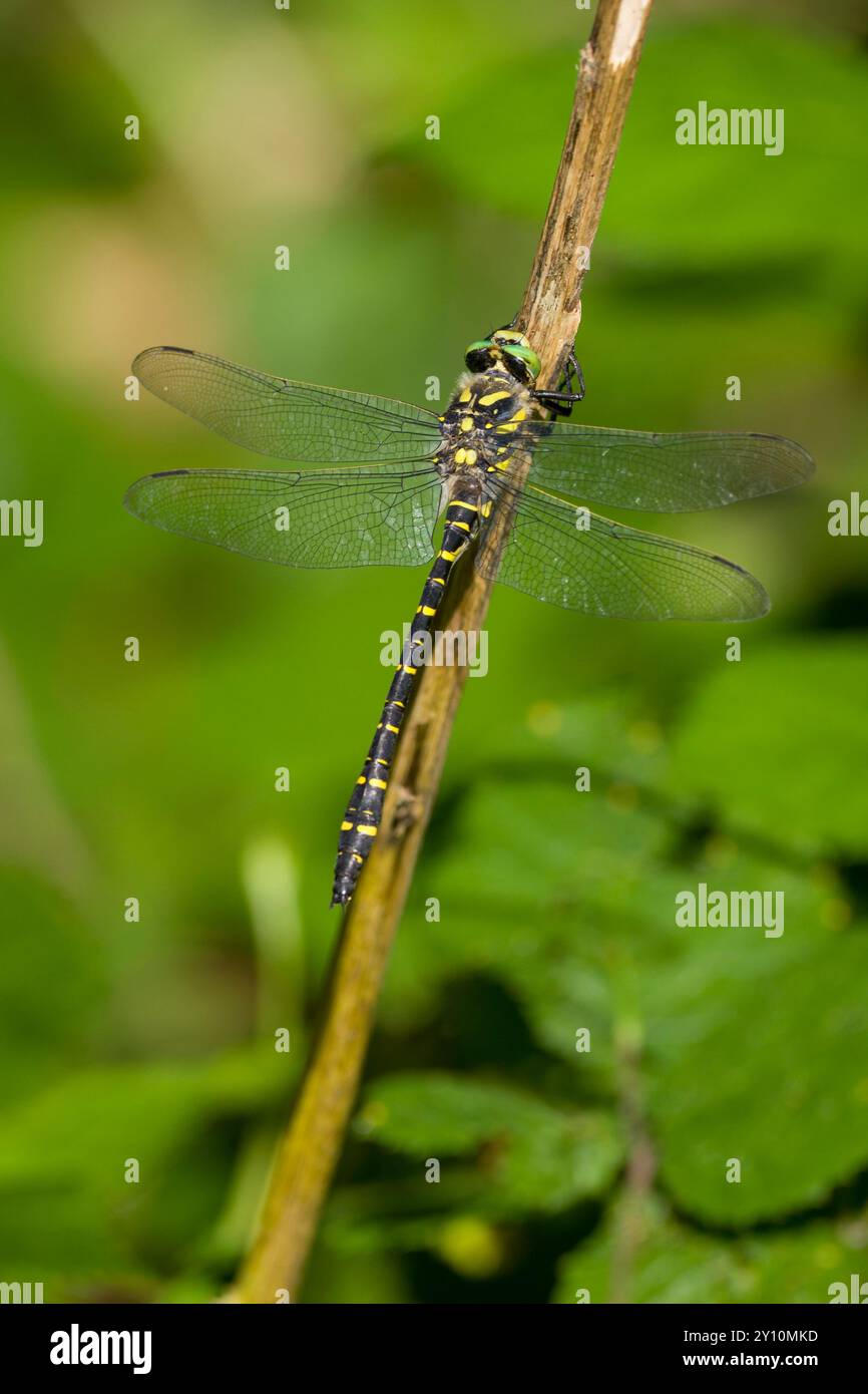 Nero una striscia gialla Dragonfly su un bastone. Verticale e ali aperte Foto Stock