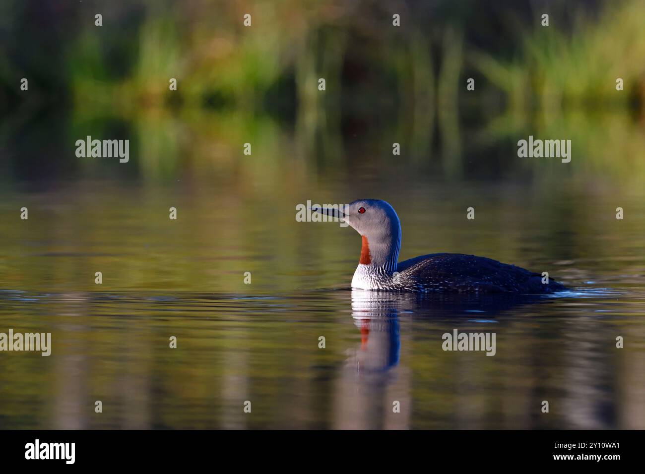 Nuoto subacqueo dalla gola rossa (Gavia stellata) in un'area di riproduzione su un lago paludoso in Svezia Foto Stock