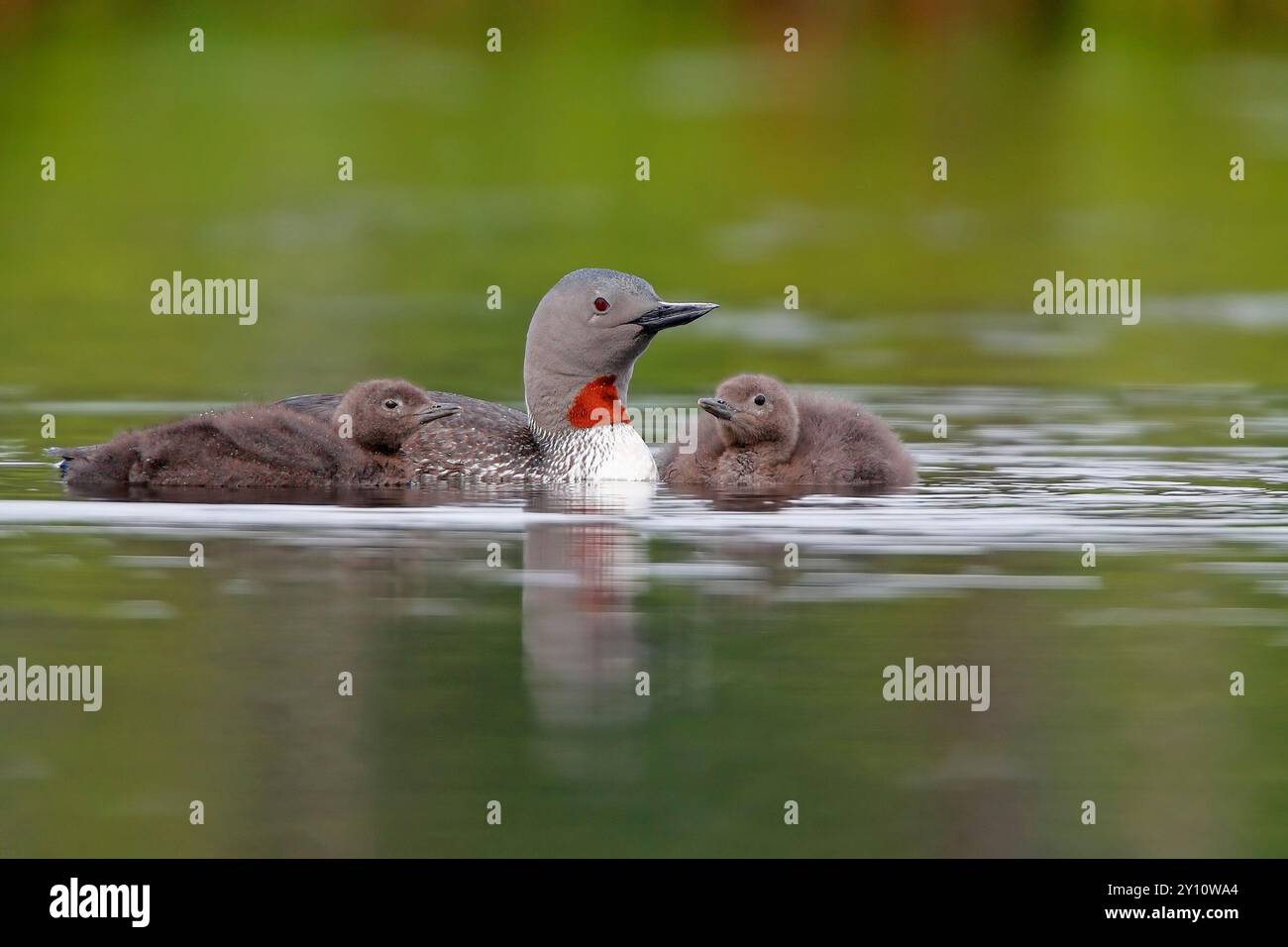 Tuffatore dalla gola rossa (Gavia stellata) con due giovani su un lago paludoso in Svezia Foto Stock