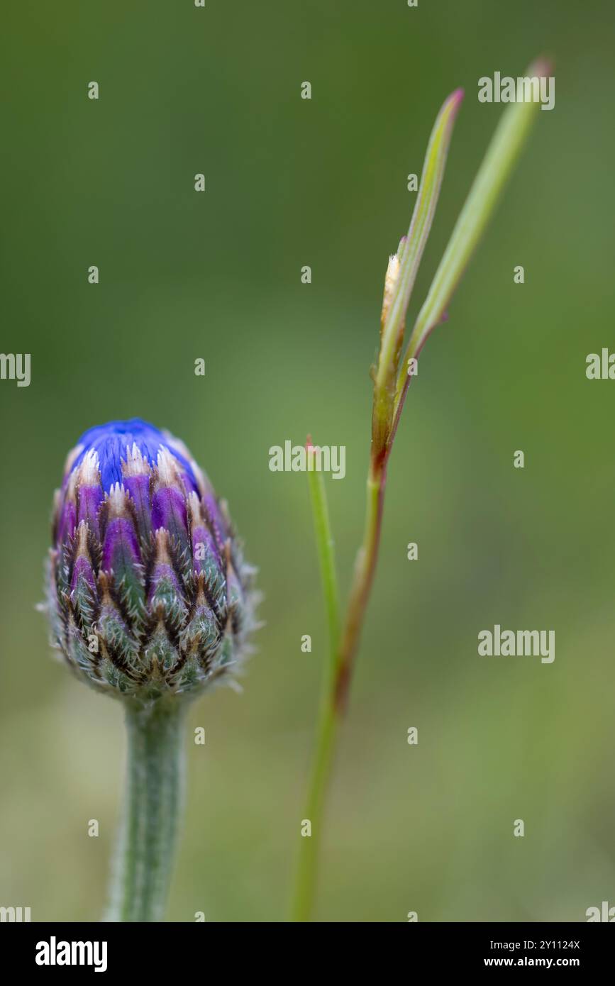 Fiordaliso "Blue Diadem" Foto Stock