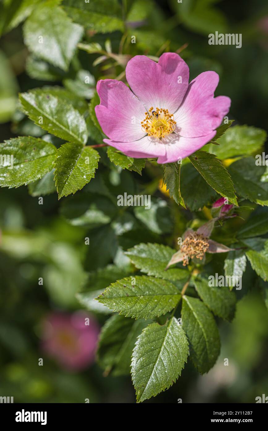Fiori della rosa canina Foto Stock