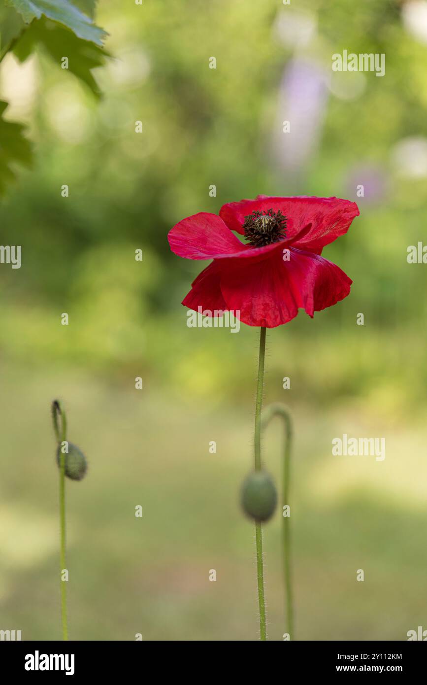 Papavero da oppio (Papaver somniferum), fiori, gemme Foto Stock