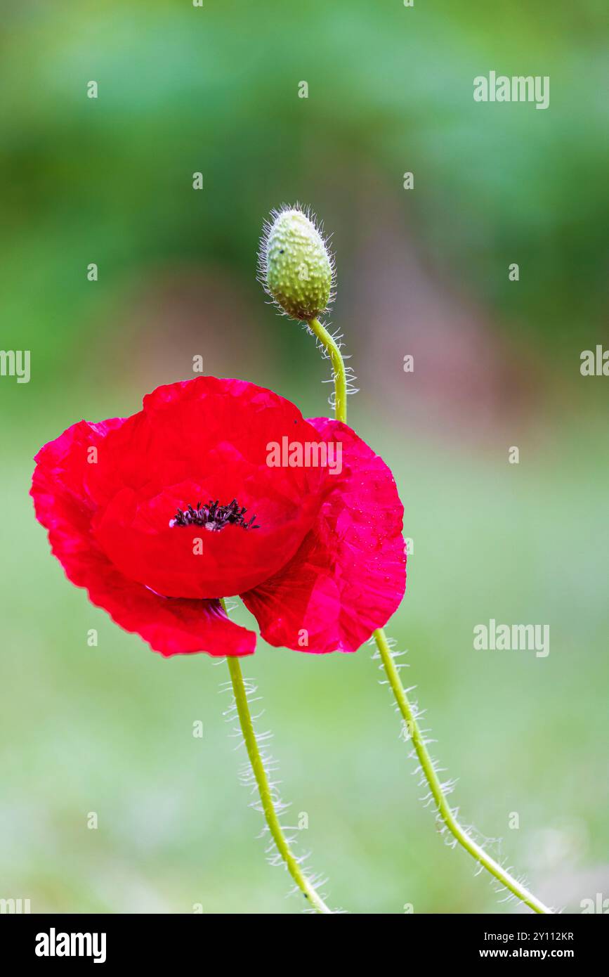 Papavero da oppio (Papaver somniferum), fiori, gemme Foto Stock