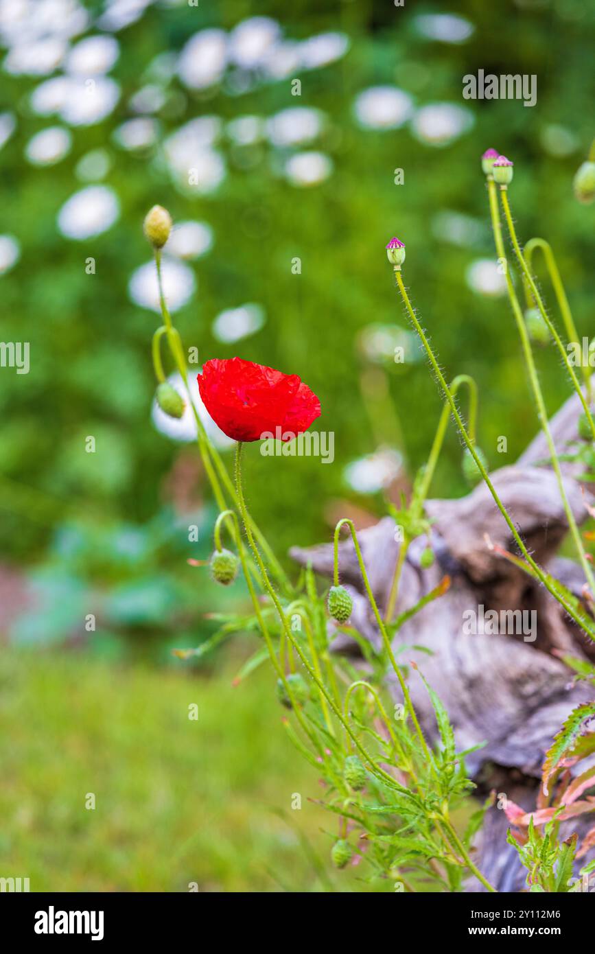 Papavero da oppio (Papaver somniferum), fiori, gemme Foto Stock