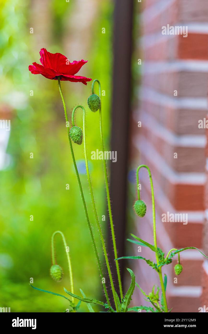 Papavero da oppio (Papaver somniferum), fiori, gemme Foto Stock